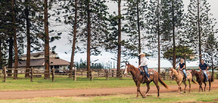 Horseback rides